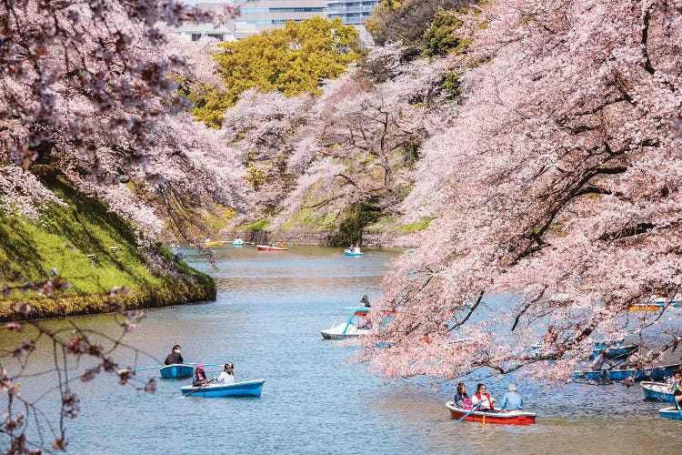 Cherry Blossom In Tokyo, Japan II