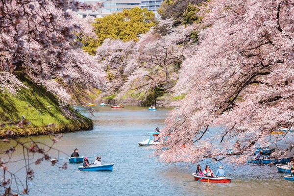 Blossoms: Cherry Blossom In Tokyo, Japan II by Matteo Colombo