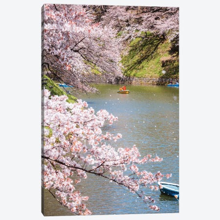 Cherry Blossom In Tokyo, Japan III Canvas Print #TEO358} by Matteo Colombo Canvas Art
