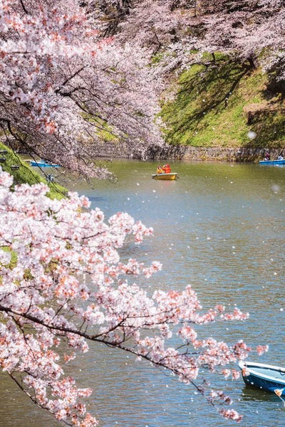 Cherry Blossoms: Cherry Blossom In Tokyo, Japan III by Matteo Colombo