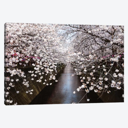 Cherry Blossom Season, Tokyo, Japan Canvas Print #TEO359} by Matteo Colombo Canvas Artwork