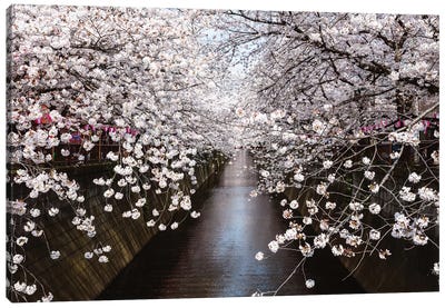 Cherry Blossom Season, Tokyo, Japan Canvas Art Print - Urban River, Lake & Waterfront Art