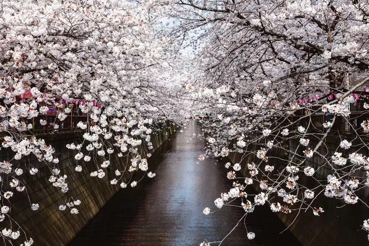 Cherry Blossom Season, Tokyo, Japan