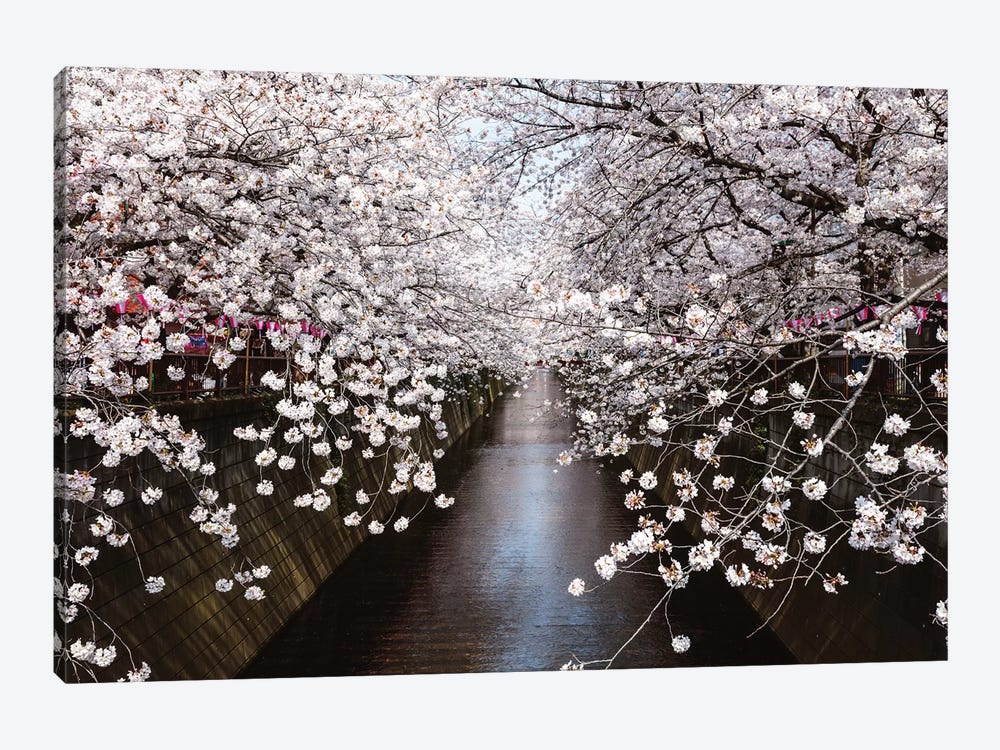 Cherry Blossom Season, Tokyo, Japan by Matteo Colombo 1-piece Canvas Artwork