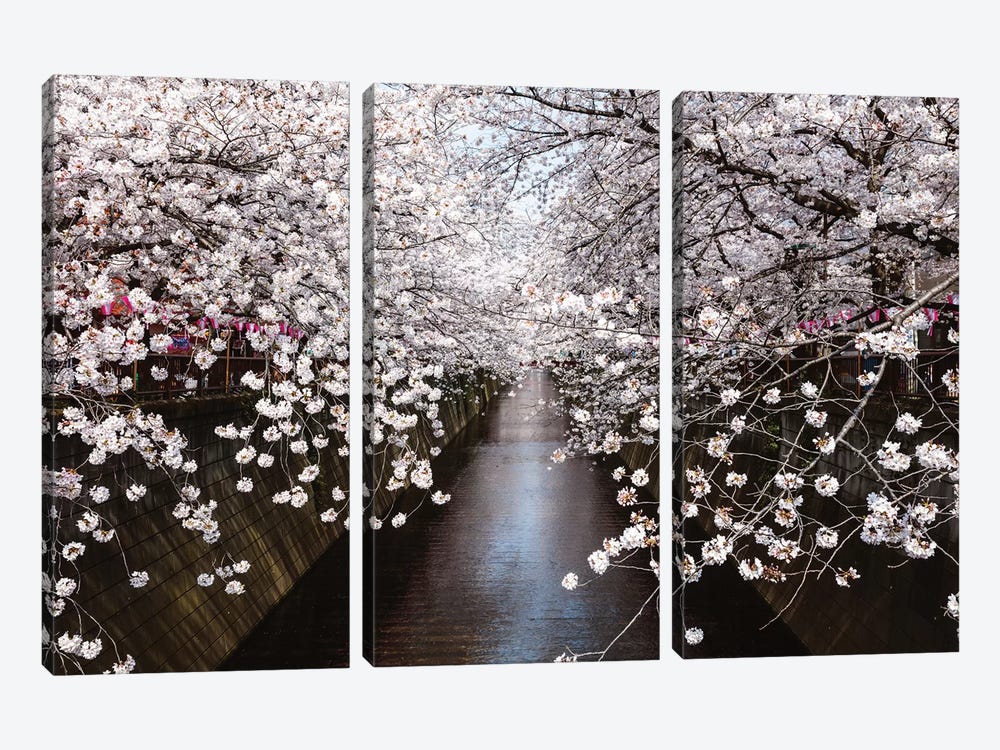 Cherry Blossom Season, Tokyo, Japan by Matteo Colombo 3-piece Canvas Artwork