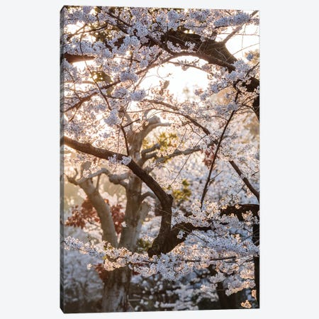 Cherry Tree, Tokyo, Japan Canvas Print #TEO360} by Matteo Colombo Art Print