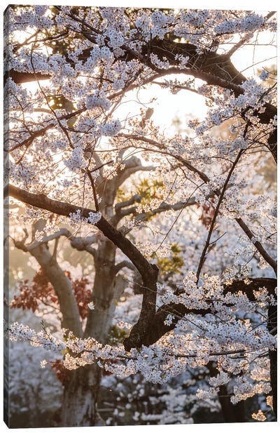 Cherry Tree, Tokyo, Japan Canvas Art Print - Cherry Blossom Art