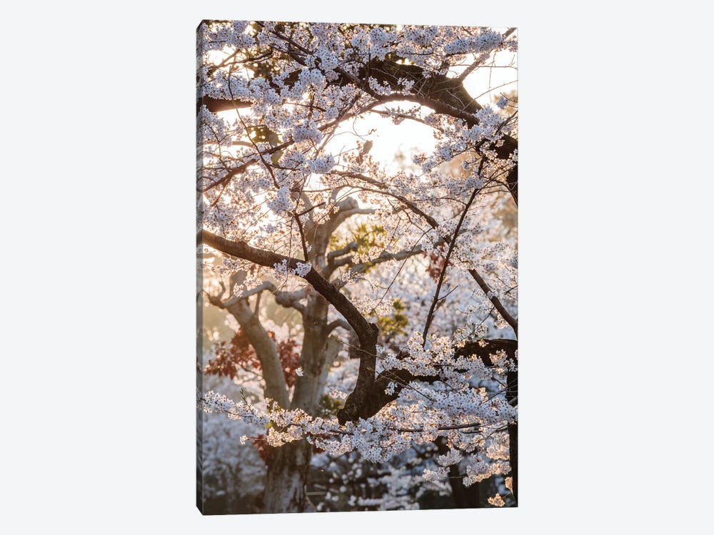 Cherry Tree, Tokyo, Japan by Matteo Colombo 1-piece Canvas Art