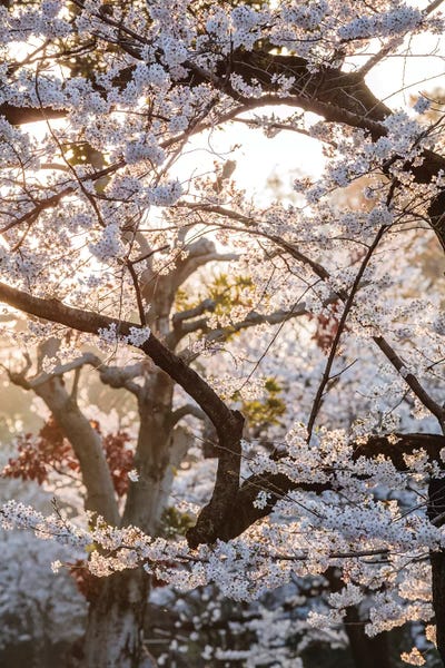 Tokyo: Cherry Tree, Tokyo, Japan by Matteo Colombo