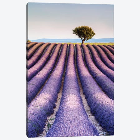 Lavender Field, Provence I Canvas Print #TEO381} by Matteo Colombo Canvas Print