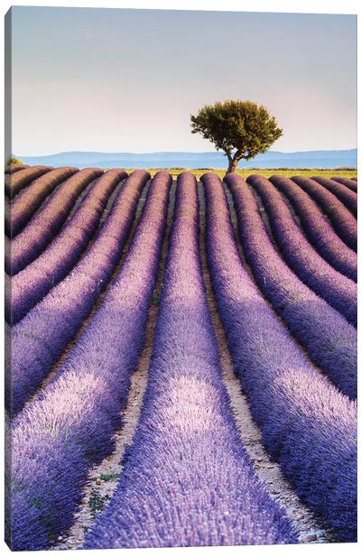 Lavender Field, Provence I Canvas Art Print - Lavender Art