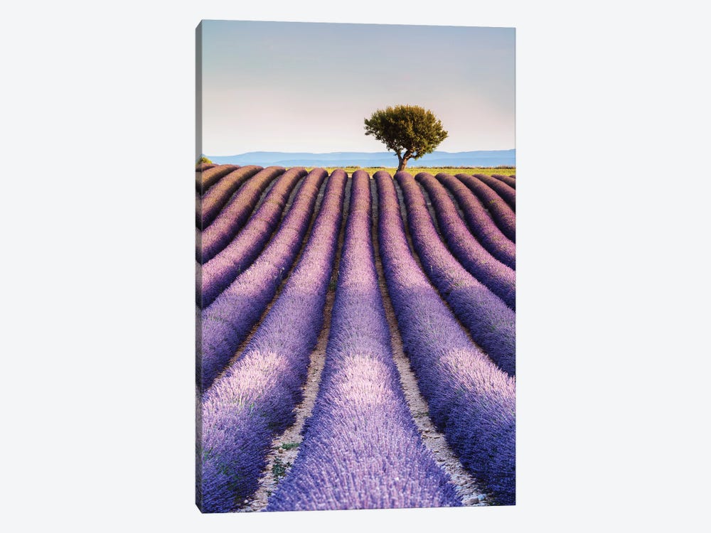 Lavender Field, Provence I by Matteo Colombo 1-piece Canvas Print