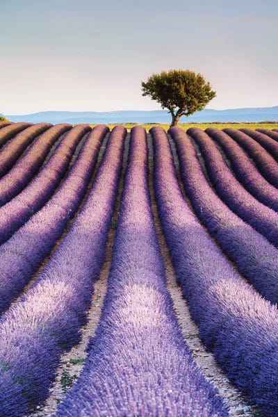 Herbs: Lavender Field, Provence I by Matteo Colombo