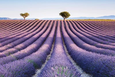 Lavender Field, Provence II by Matteo Colombo metal wall art
