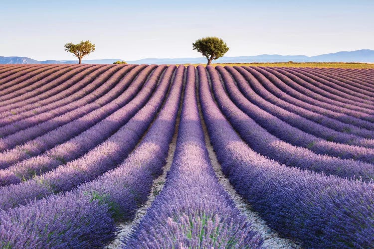 Lavender Field, Provence II