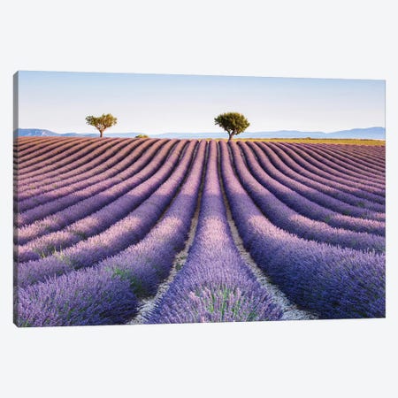 Lavender Field, Provence II Canvas Print #TEO382} by Matteo Colombo Canvas Art Print