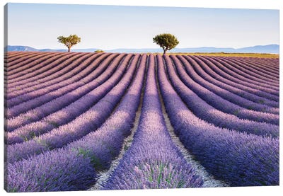 Lavender Field, Provence II Canvas Art Print - Herb Art