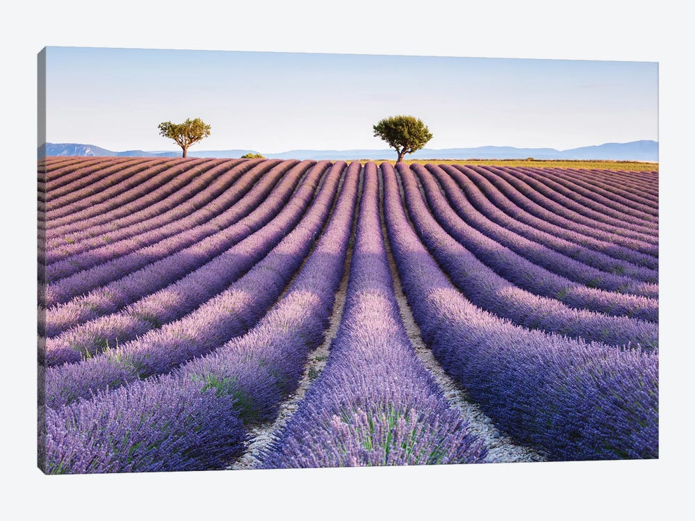 Lavender Field, Provence II by Matteo Colombo 1-piece Canvas Wall Art
