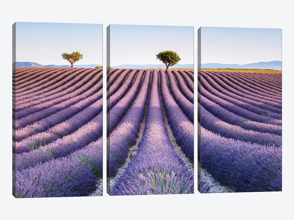 Lavender Field, Provence II by Matteo Colombo 3-piece Canvas Artwork