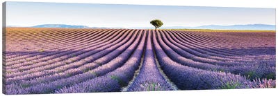 Lavender Field, Provence III Canvas Art Print - Herb Art