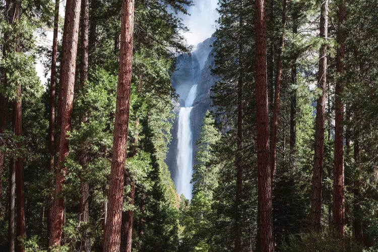 Lower Yosemite Fall And Forest