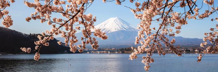 Mount Fuji And Cherry Trees, Japan I