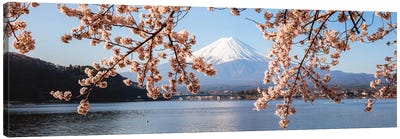 Mount Fuji And Cherry Trees, Japan I Canvas Art Print - Cherry Blossom Art