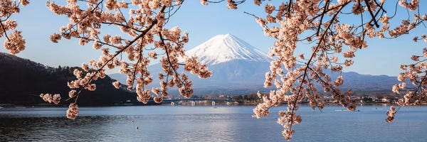 Zen Décor: Mount Fuji And Cherry Trees, Japan I by Matteo Colombo