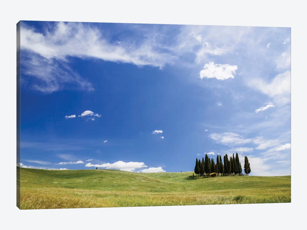 Famous Cypress Tree Grove, Val d'Orcia, Tuscany, Italy 1-piece Canvas Artwork