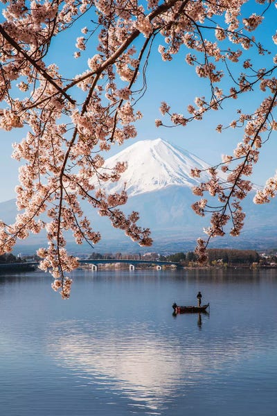 Blossoms: Mount Fuji And Cherry Trees, Japan II by Matteo Colombo
