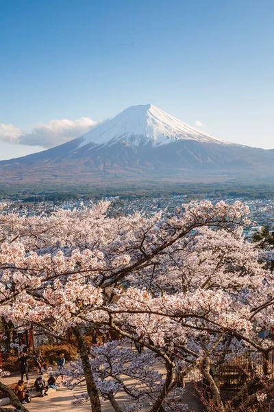 Blossoms: Mount Fuji And Cherry Trees, Japan III by Matteo Colombo