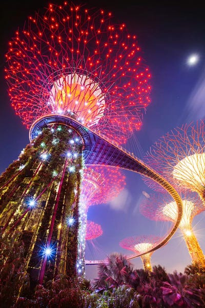 Singapore: Supertree At Night, Gardens By The Bay, Singapore by Matteo Colombo