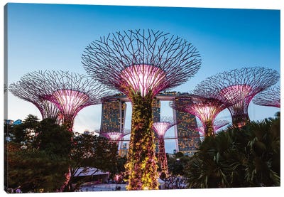 Supertree Grove At Night, Gardens By The Bay, Singapore Canvas Art Print - City Park Art