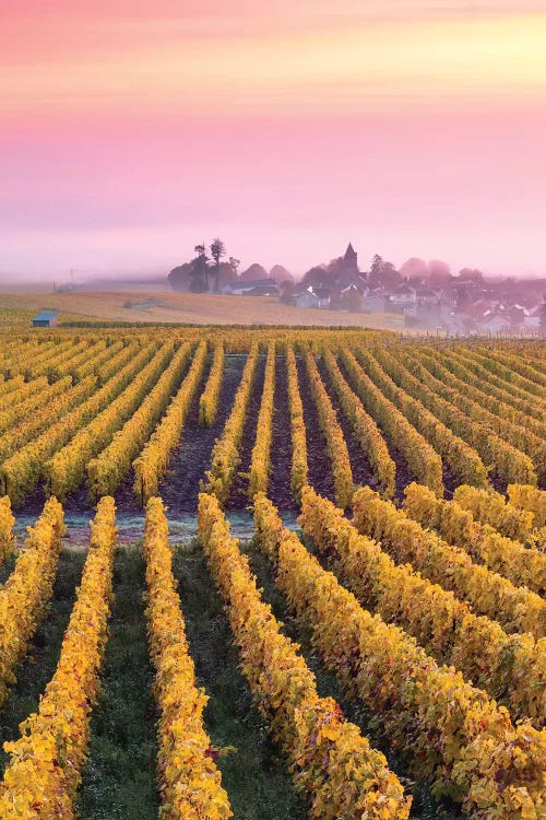 Vineyards In Autumn, Champagne, France II