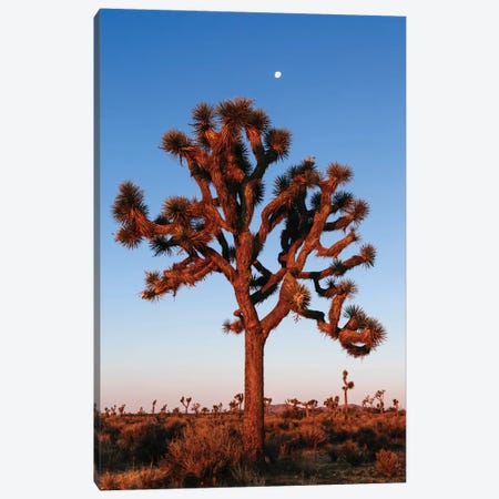 Joshua Tree, California, USA Canvas Print #TEO46} by Matteo Colombo Art Print