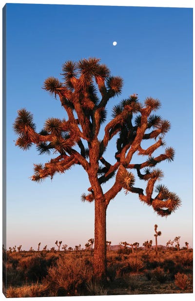 Joshua Tree, California, USA Canvas Art Print - Quiver Trees