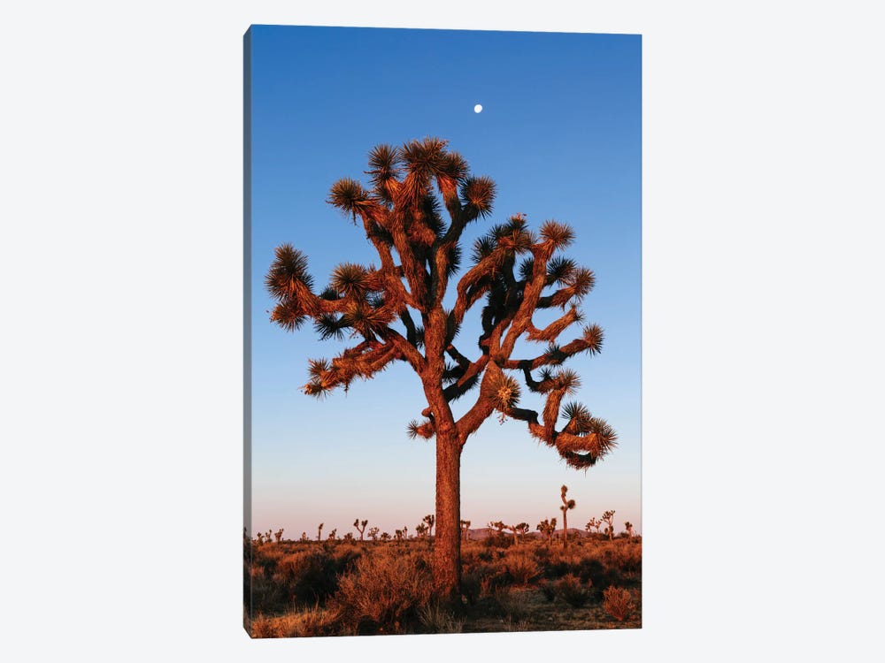 Joshua Tree, California, USA by Matteo Colombo 1-piece Canvas Wall Art