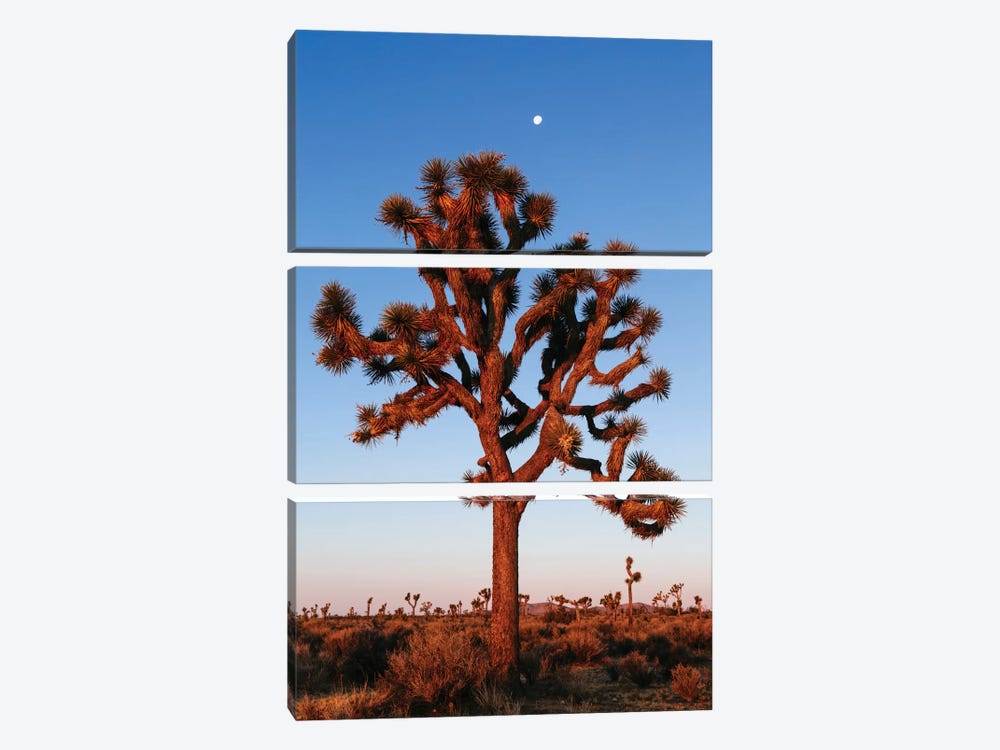 Joshua Tree, California, USA by Matteo Colombo 3-piece Canvas Art