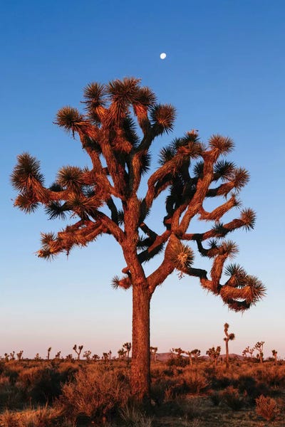 Quiver Trees: Joshua Tree, California, USA by Matteo Colombo