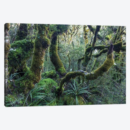 Mossy Rainforest, New Zealand Canvas Print #TEO493} by Matteo Colombo Canvas Art Print