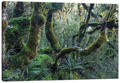 Mossy Rainforest, New Zealand Canvas Art Print - New Zealand Art