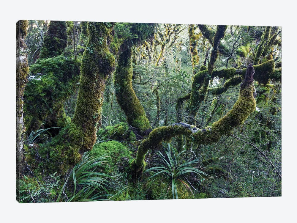 Mossy Rainforest, New Zealand by Matteo Colombo 1-piece Canvas Print