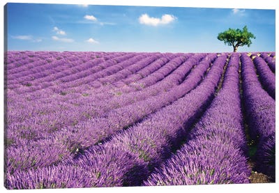 Lavender Field And Tree In Summer, Provence, France Canvas Art Print - Laundry Room Art