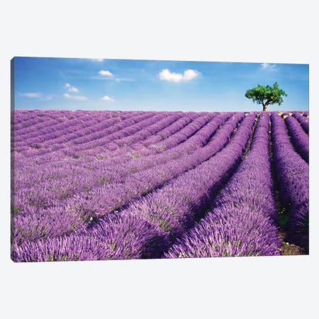Lavender Field And Tree In Summer, Provence, France Canvas Print #TEO49} by Matteo Colombo Canvas Artwork