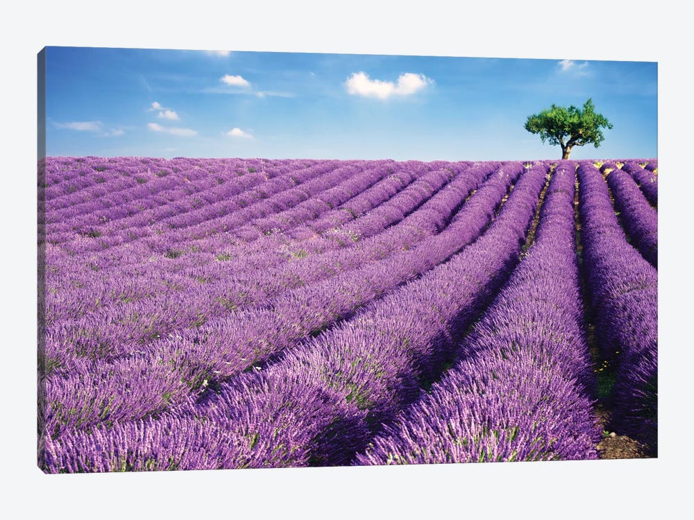 Lavender Field And Tree In Summer, Provence, France by Matteo Colombo 1-piece Art Print