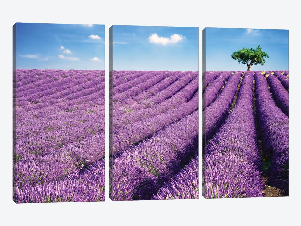 Lavender Field And Tree In Summer, Provence, France by Matteo Colombo 3-piece Canvas Art Print
