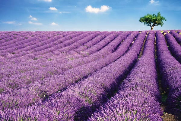 Herbs: Lavender Field And Tree In Summer, Provence, France by Matteo Colombo