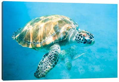 Sea Turtle I Canvas Art Print - Turtle Art
