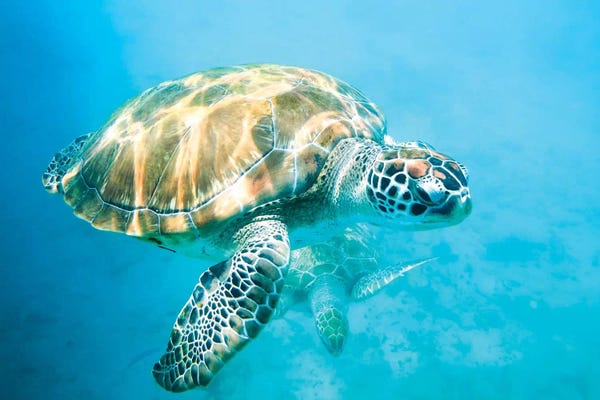 Matteo Colombo: Sea Turtle I by Matteo Colombo