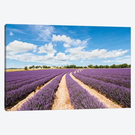Lavender Field In Summer, Provence, France Canvas Print #TEO50} by Matteo Colombo Canvas Print